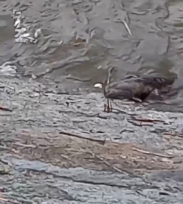 (おまけ)8/4は突然の大雨で中止になりましたが、増水した鴨川でオオサンショウウオが流されて来たのを会員の方が撮影されました。